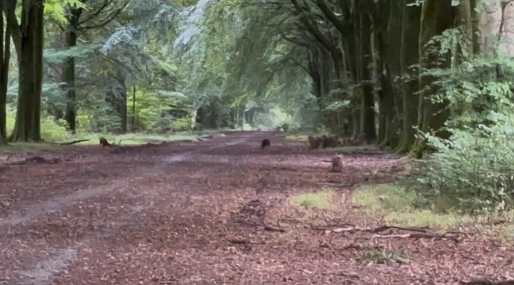 Muntjac deer feeding beside the beech trees along the Roman Road