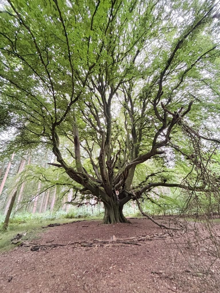 Large twisted trunk of a Handsel Tree surrounded by woodland in Grovely Wood