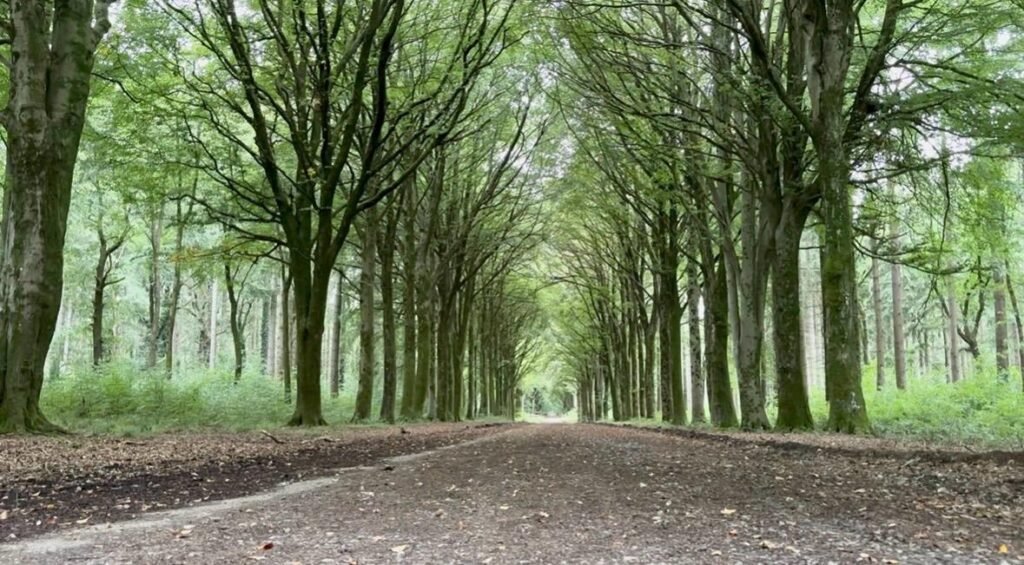 Roman Road through Grovely Wood lined with mature beech trees