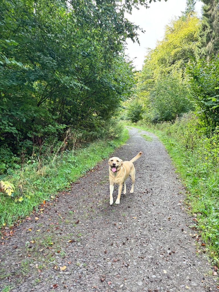 Labrador standing on a woodland track with its tongue out
