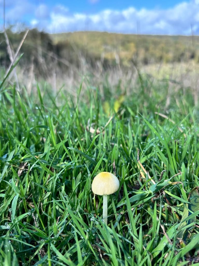 Small white and yellow mushroom growing in wet grass