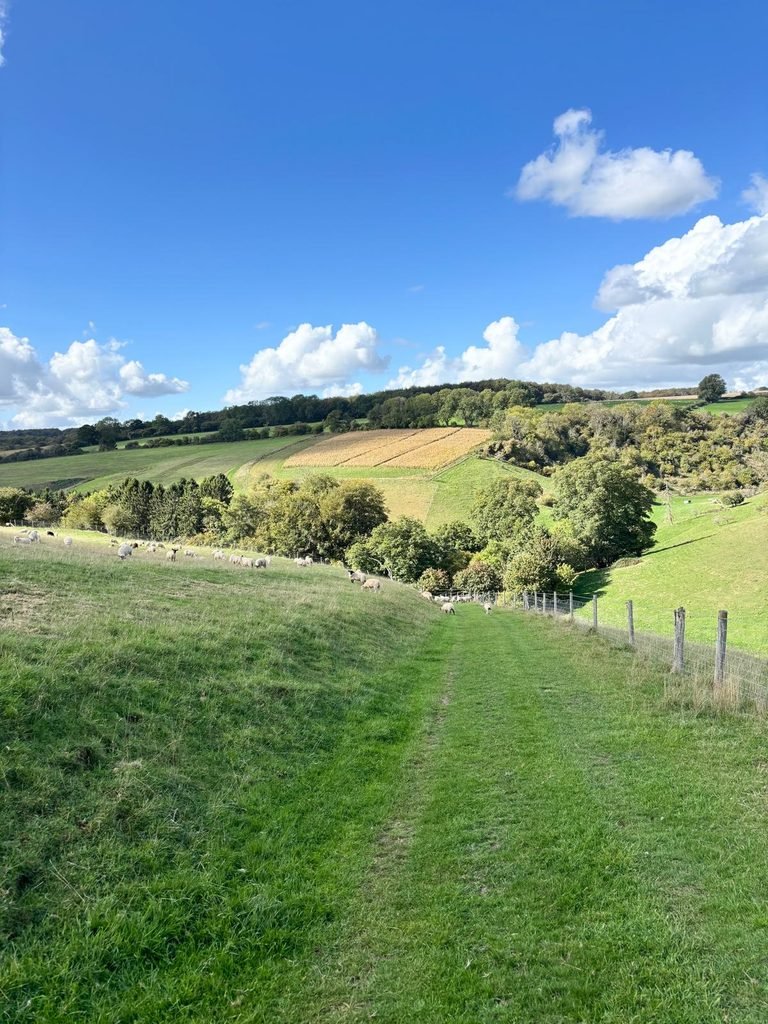 Sheep grazing on a rolling Dorset hillside beside a grassy track