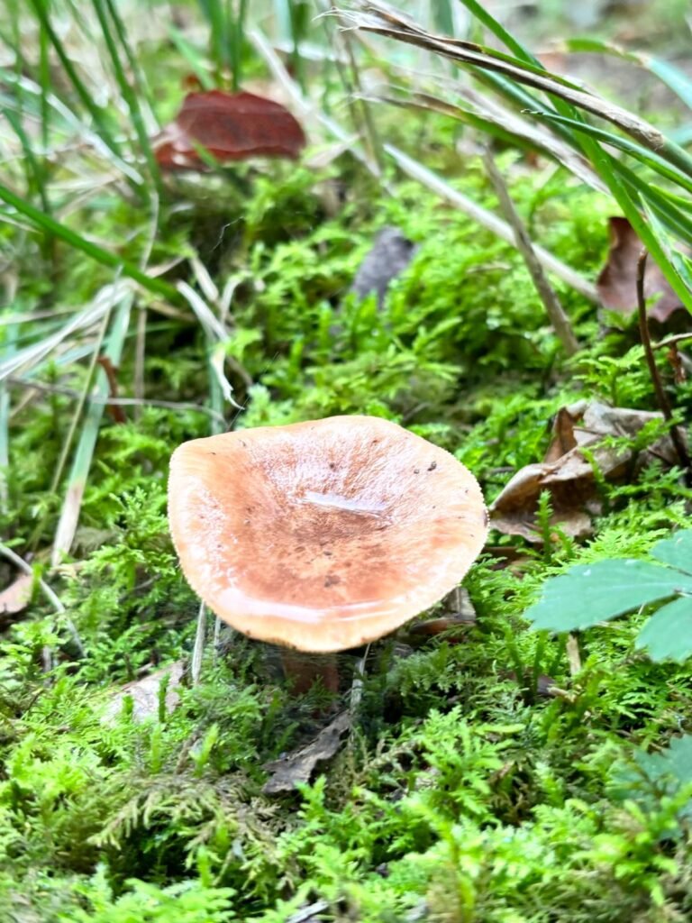 Flat-topped mushroom growing in moss on the woodland floor