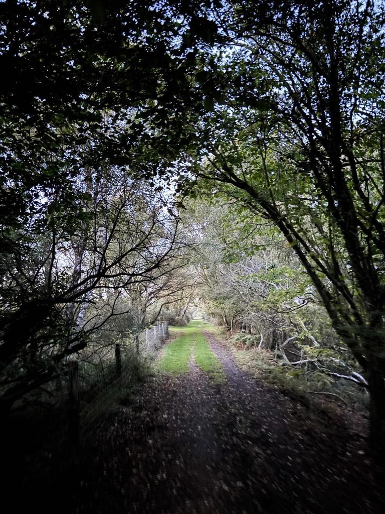 The straight, tree-lined route of Pike’s Tramway through the heath at dusk
