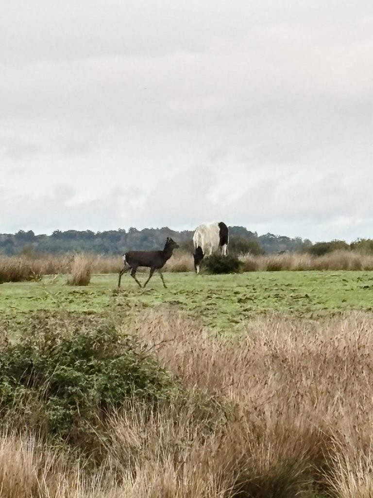 A deer walks across the grass as a horse grazes nearby