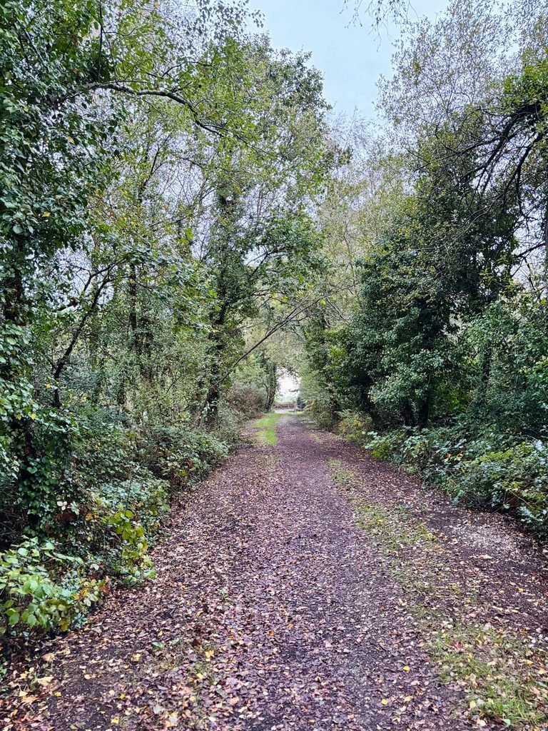 Tree-Lined Path into Stoborough Heath