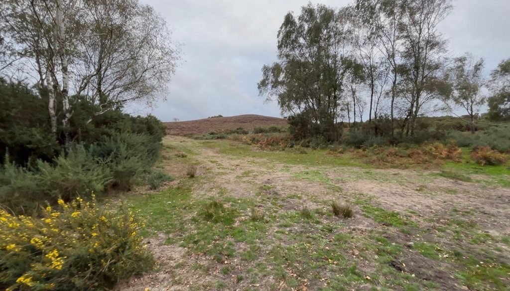 A path through trees with the mound on Hartland Moor visible ahead