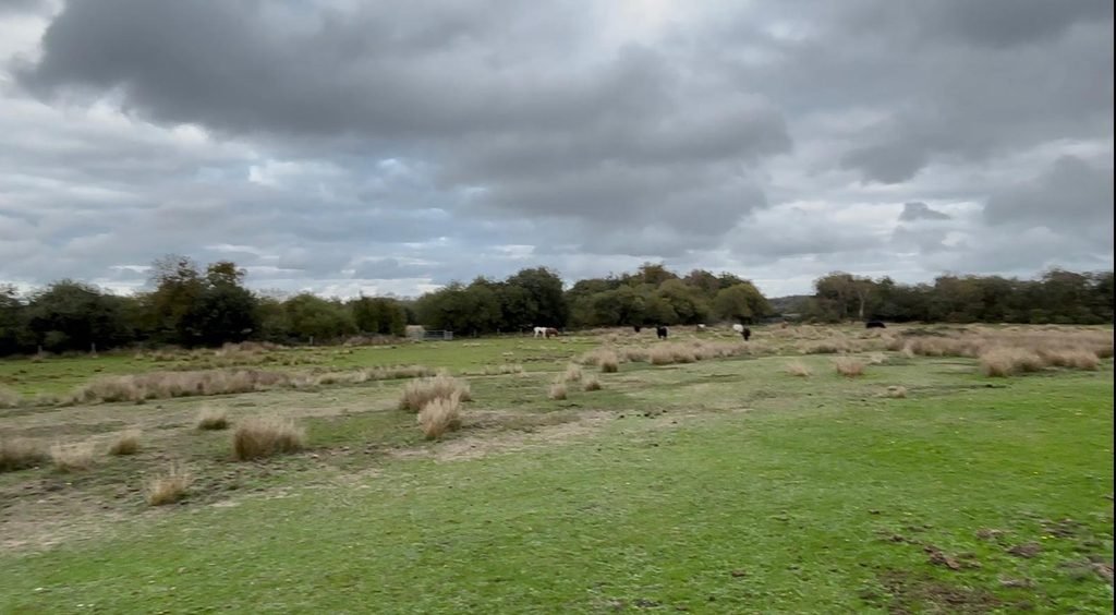 A horse and cattle grazing among clumps of moor grass on Stoborough Heath