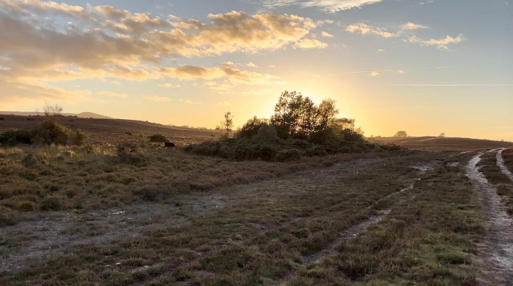 The setting sun glows behind bushes silhouetted against the heathland