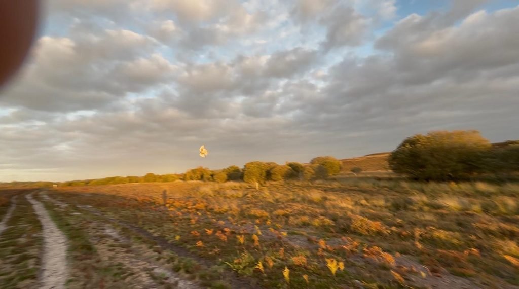A blurred bird of prey with partly open wings flying above heathland scrub