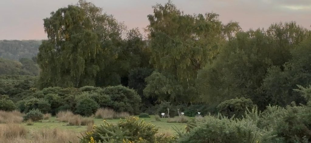 Three deer with white tails standing on grass between gorse and trees