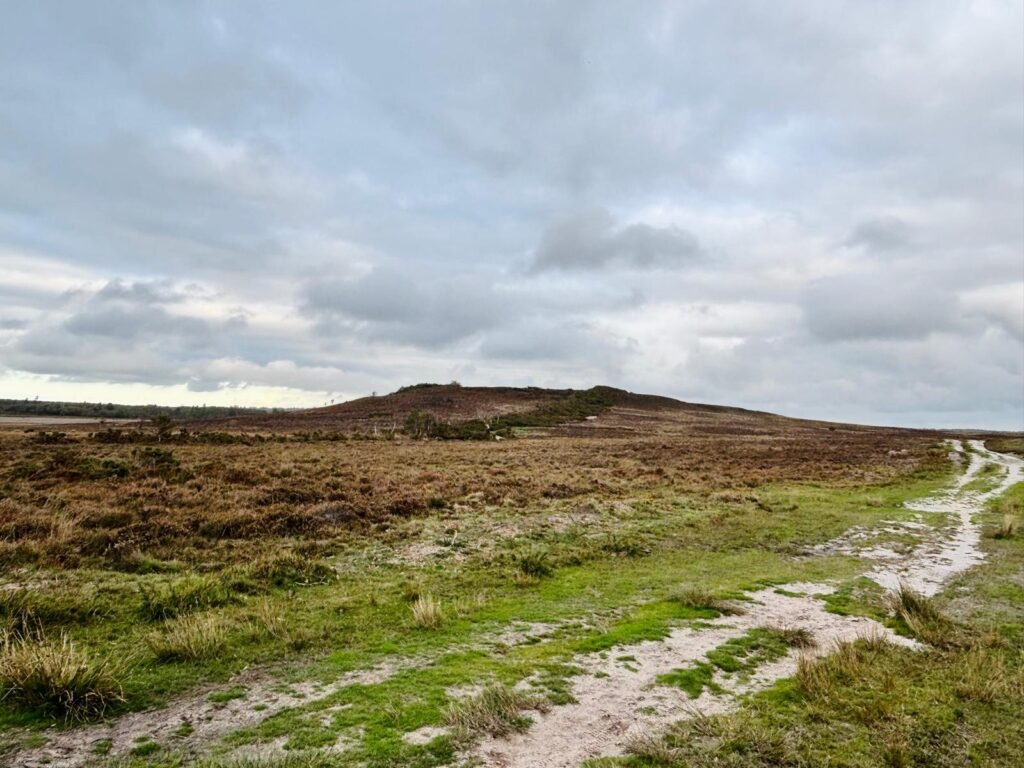 Dry bracken and heather surround the central mound on Hartland Moor beneath grey clouds